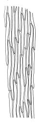 Entodon plicatus, upper laminal cells. Drawn from B.H. Macmillan 84/51, CHR 506854.
 Image: R.C. Wagstaff © Landcare Research 2014 